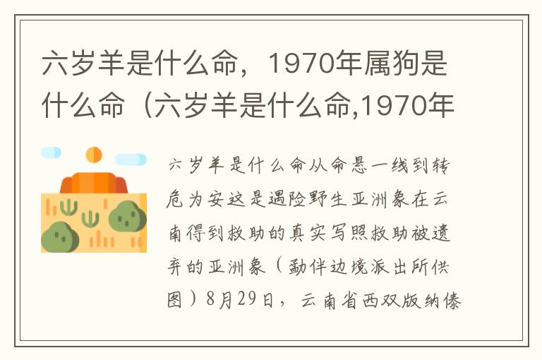 六岁羊是什么命，1970年属狗是什么命（六岁羊是什么命,1970年属狗是什么命运）