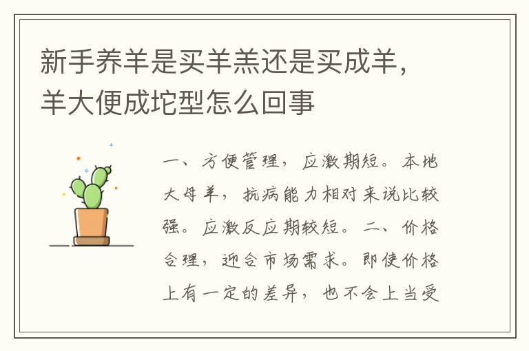 新手养羊是买羊羔还是买成羊,羊大便成坨型怎么回事