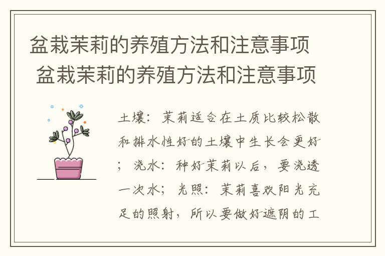 盆栽茉莉的养殖方法和注意事项 盆栽茉莉的养殖方法和注意事项三角梅