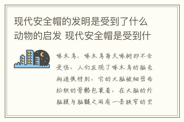 现代安全帽的发明是受到了什么动物的启发 现代安全帽是受到什么动物的启发