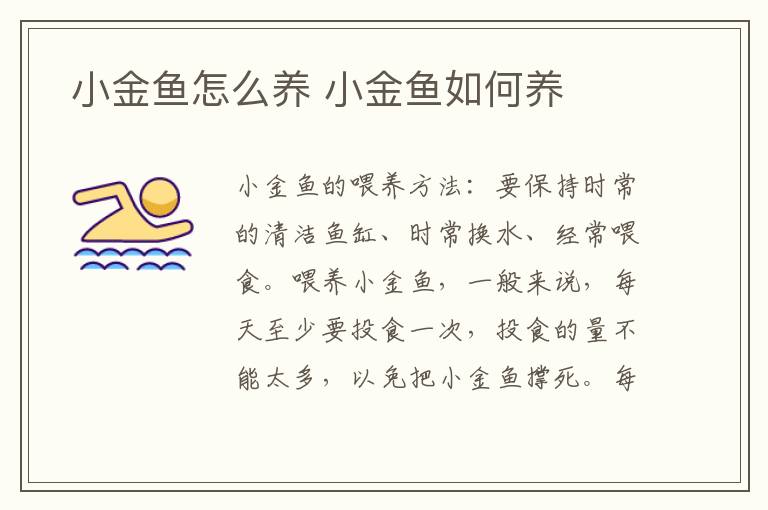 小金鱼怎么养 小金鱼如何养