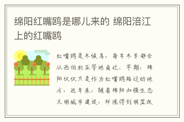 绵阳红嘴鸥是哪儿来的 绵阳涪江上的红嘴鸥
