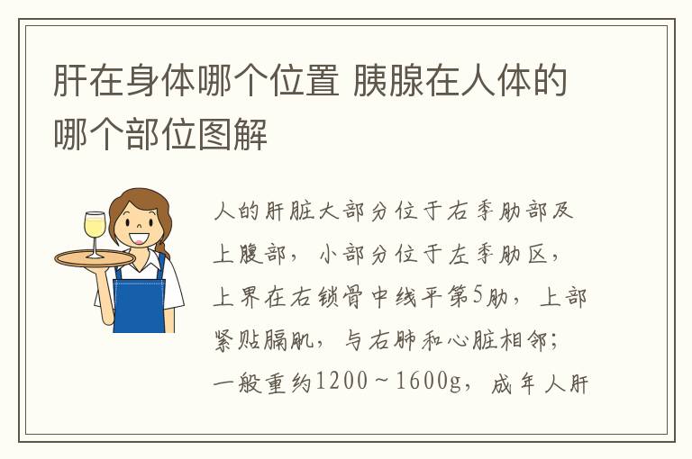 肝在身体哪个位置 胰腺在人体的哪个部位图解