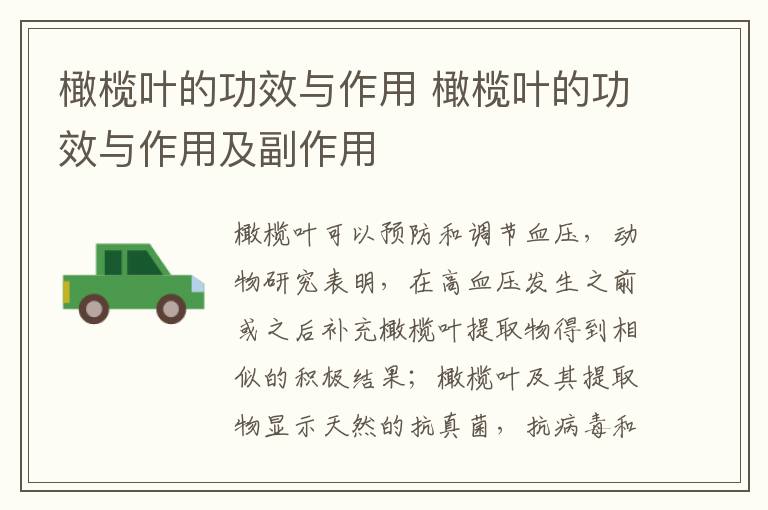 橄榄叶的功效与作用 橄榄叶的功效与作用及副作用