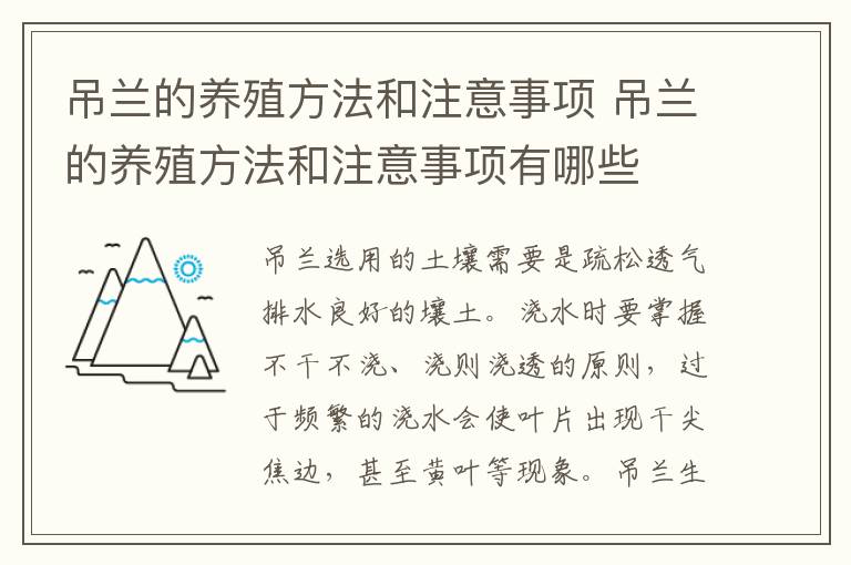 吊兰的养殖方法和注意事项 吊兰的养殖方法和注意事项有哪些
