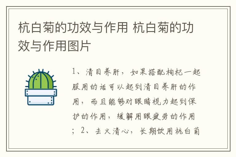 杭白菊的功效与作用 杭白菊的功效与作用图片