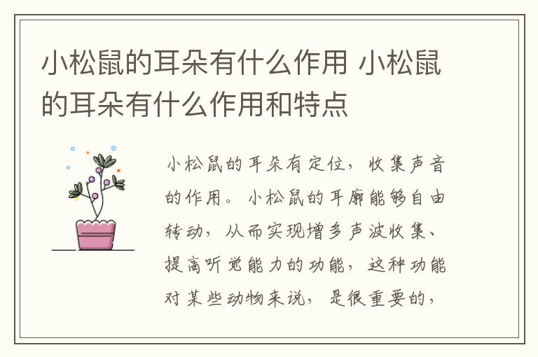 小松鼠的耳朵有什么作用 小松鼠的耳朵有什么作用和特点