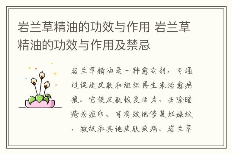 岩兰草精油的功效与作用 岩兰草精油的功效与作用及禁忌