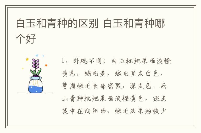 白玉和青种的区别 白玉和青种哪个好