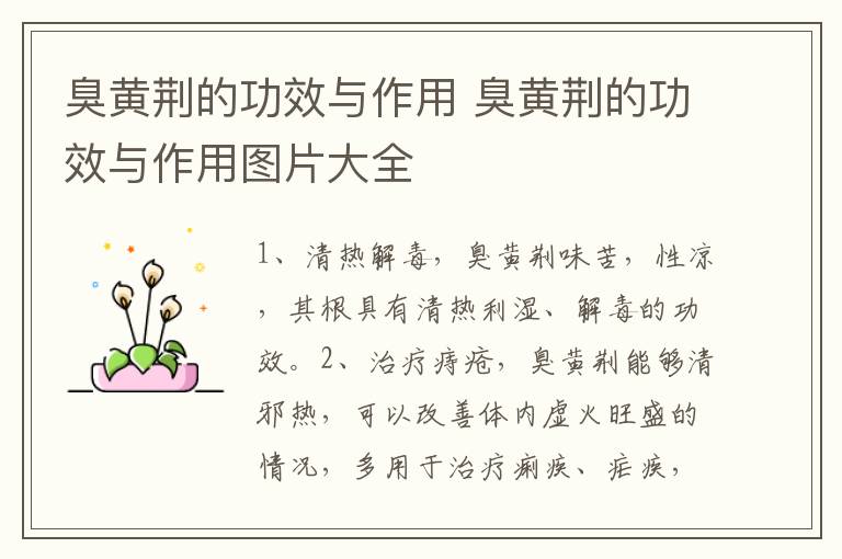 臭黄荆的功效与作用 臭黄荆的功效与作用图片大全