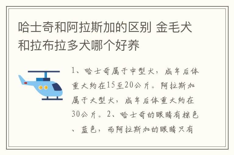 哈士奇和阿拉斯加的区别 金毛犬和拉布拉多犬哪个好养