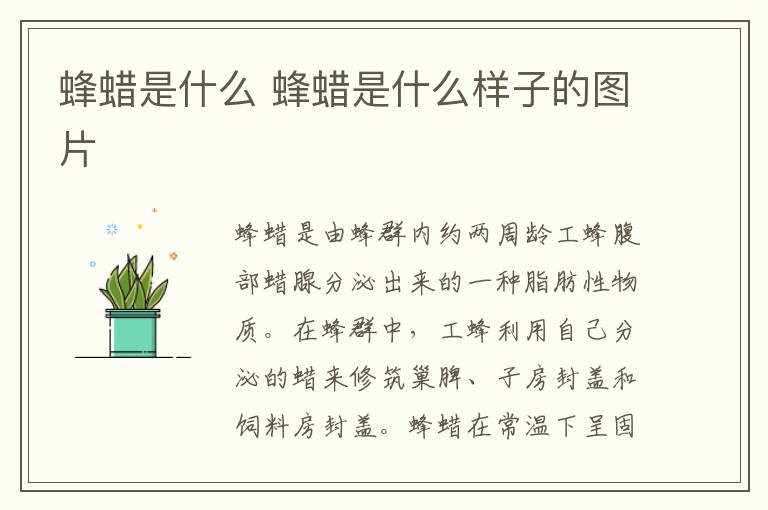 蜂蜡是什么 蜂蜡是什么样子的图片