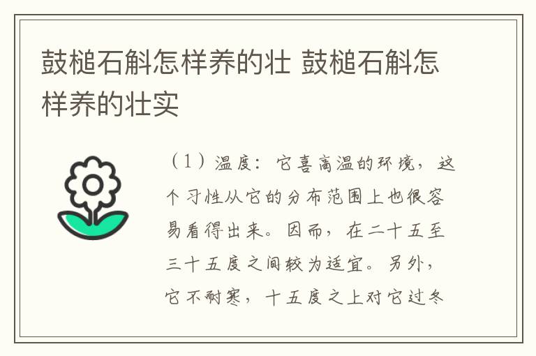 鼓槌石斛怎样养的壮 鼓槌石斛怎样养的壮实