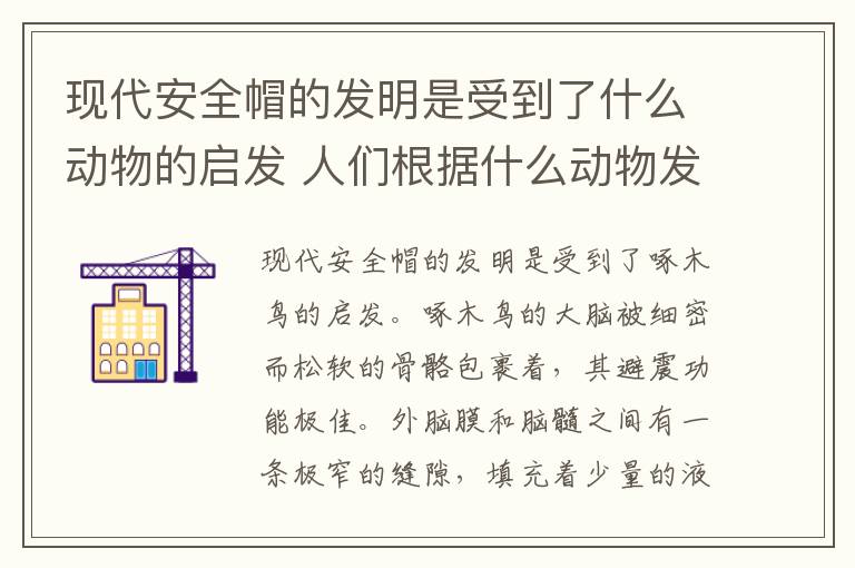 现代安全帽的发明是受到了什么动物的启发 人们根据什么动物发明了新型安全帽