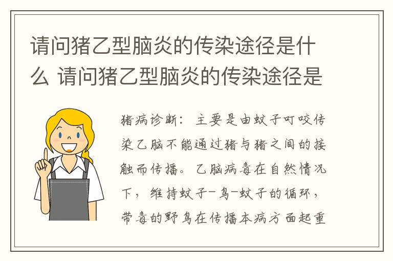 请问猪乙型脑炎的传染途径是什么 请问猪乙型脑炎的传染途径是什么呢