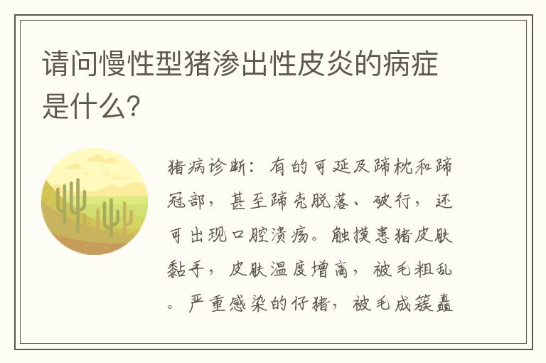 请问慢性型猪渗出性皮炎的病症是什么？