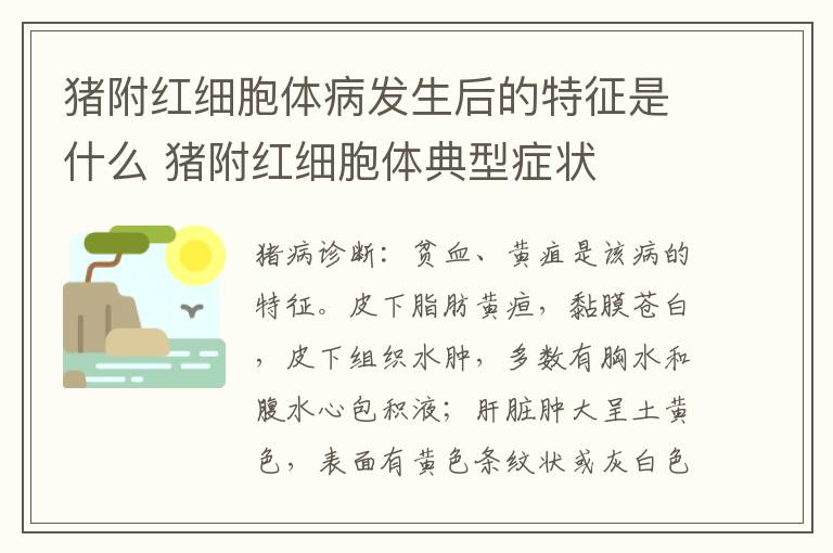猪附红细胞体病发生后的特征是什么 猪附红细胞体典型症状