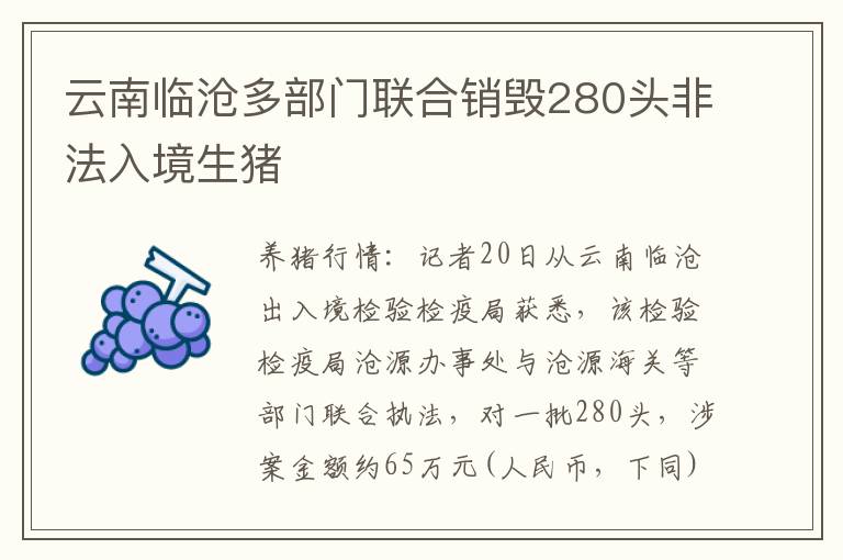 云南临沧多部门联合销毁280头非法入境生猪