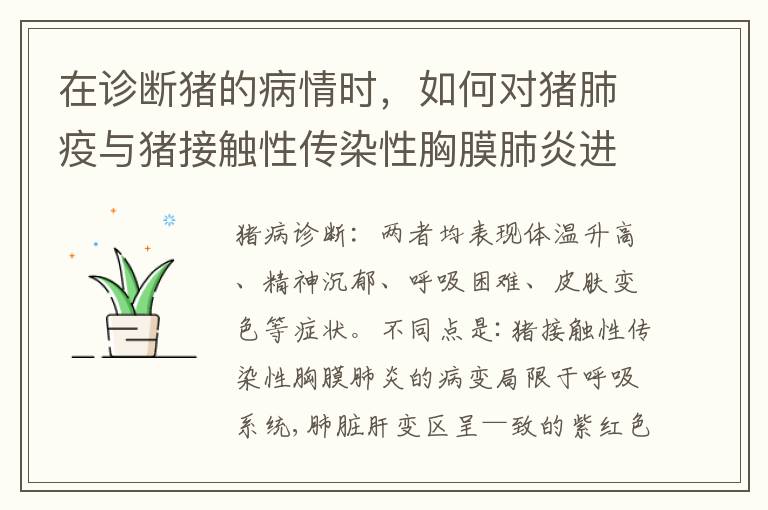 在诊断猪的病情时，如何对猪肺疫与猪接触性传染性胸膜肺炎进行鉴