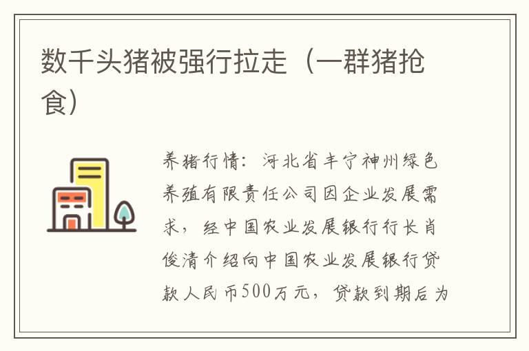 数千头猪被强行拉走（一群猪抢食）
