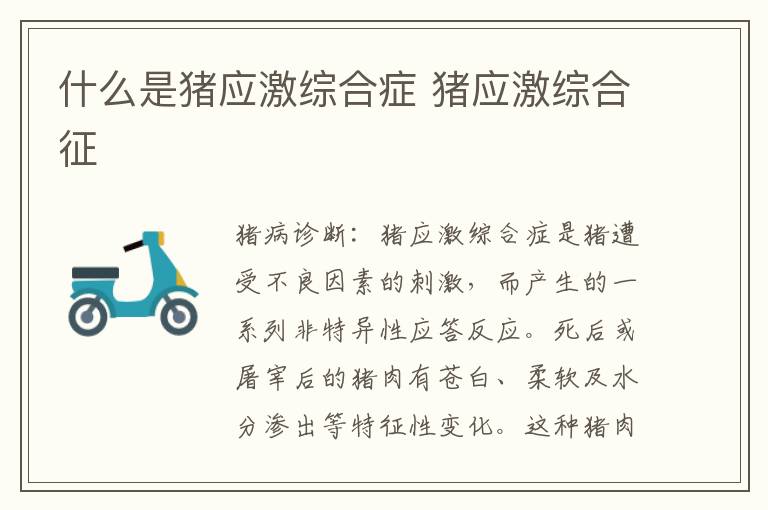 什么是猪应激综合症 猪应激综合征