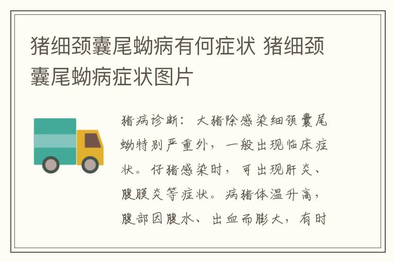 猪细颈囊尾蚴病有何症状 猪细颈囊尾蚴病症状图片