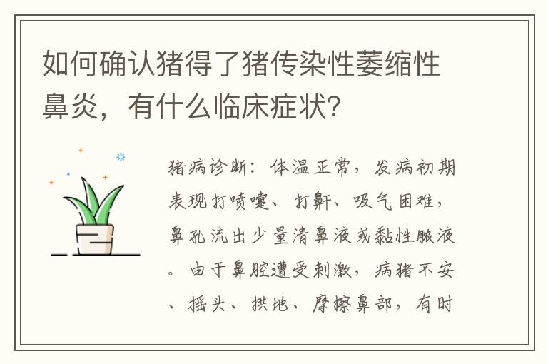 如何确认猪得了猪传染性萎缩性鼻炎，有什么临床症状？