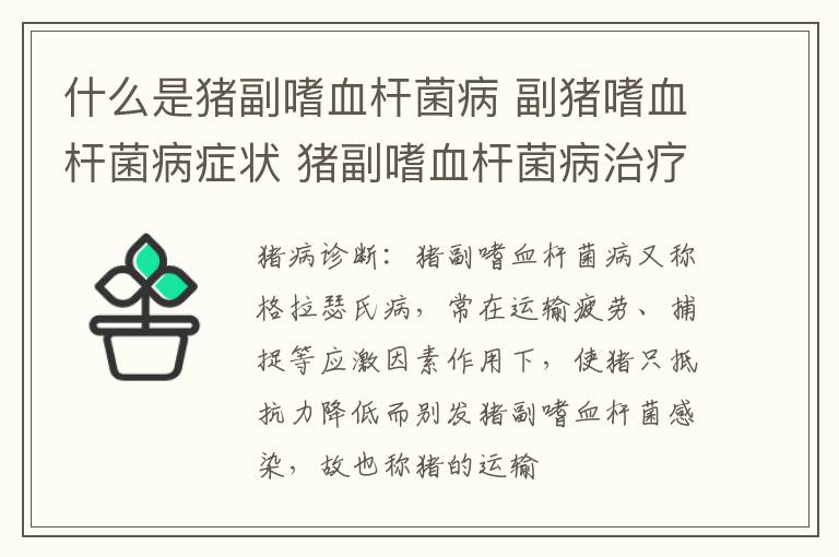 什么是猪副嗜血杆菌病 副猪嗜血杆菌病症状 猪副嗜血杆菌病治疗方法