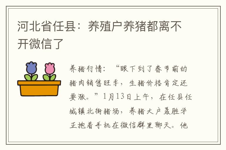 河北省任县：养殖户养猪都离不开微信了