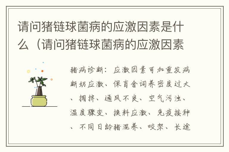 请问猪链球菌病的应激因素是什么（请问猪链球菌病的应激因素是什么呢）