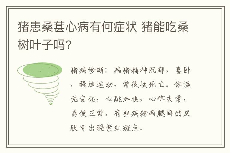 猪患桑葚心病有何症状 猪能吃桑树叶子吗?