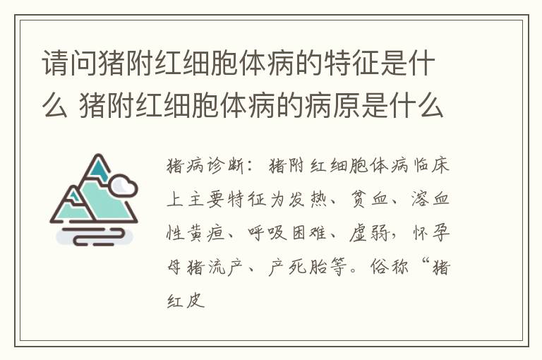请问猪附红细胞体病的特征是什么 猪附红细胞体病的病原是什么
