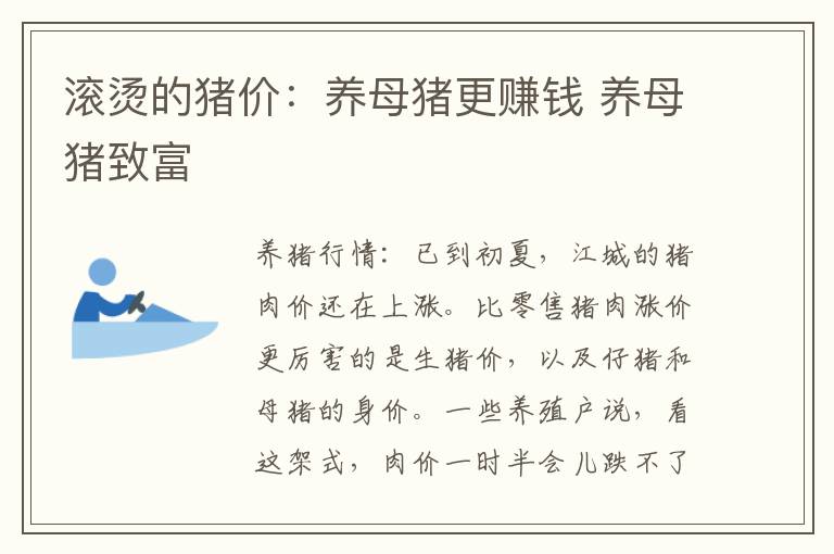 滚烫的猪价:养母猪更赚钱 养母猪致富