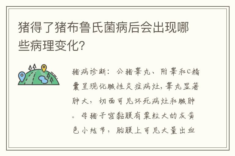 猪得了猪布鲁氏菌病后会出现哪些病理变化？