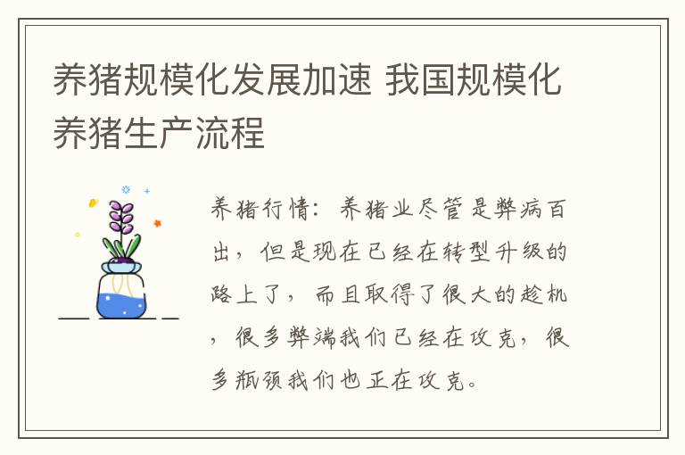 养猪规模化发展加速 我国规模化养猪生产流程