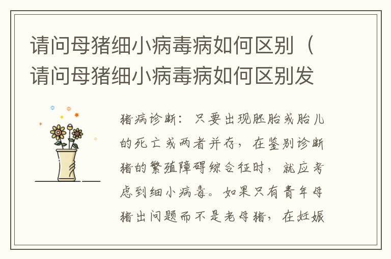 请问母猪细小病毒病如何区别（请问母猪细小病毒病如何区别发病）