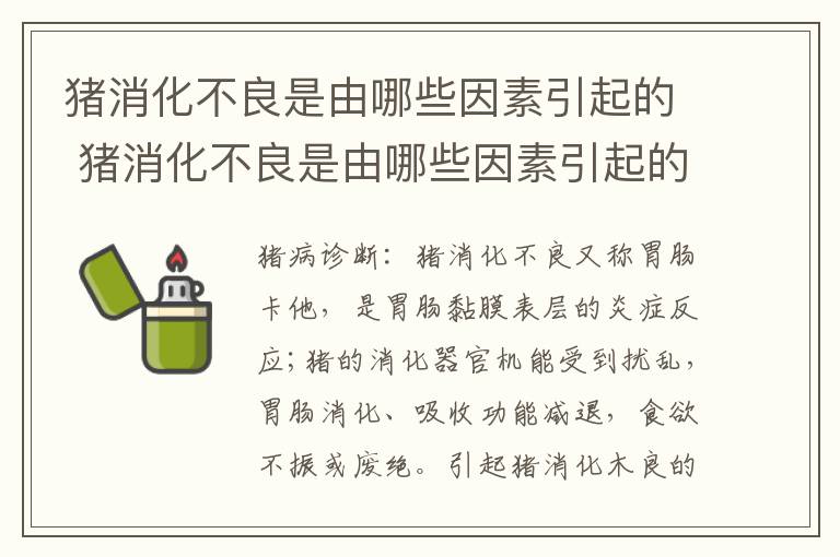 猪消化不良是由哪些因素引起的 猪消化不良是由哪些因素引起的原因