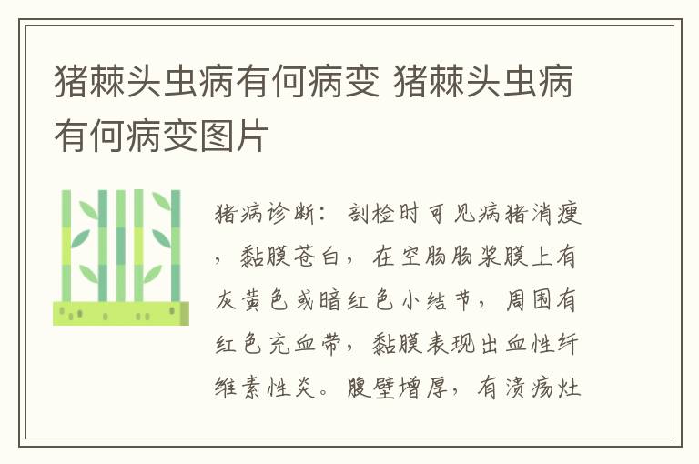 猪棘头虫病有何病变 猪棘头虫病有何病变图片