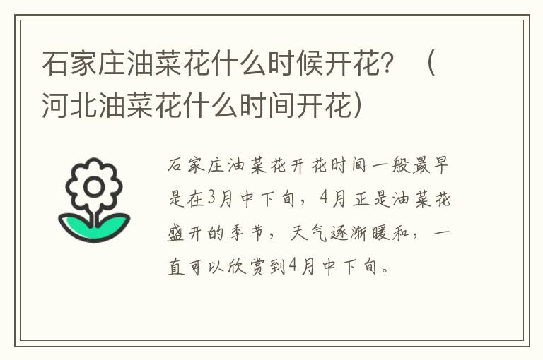 石家庄油菜花什么时候开花？（河北油菜花什么时间开花）
